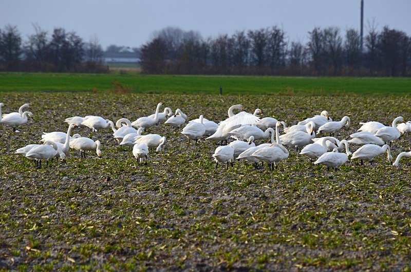 Bewick's Swans - Netherlands - December 2019