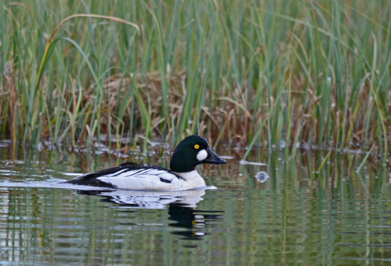 Goldeneye - North east Finland
