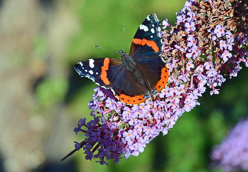 Red Admiral - Butterflies