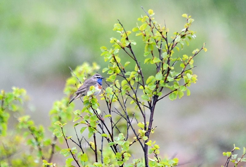 Bluethroat - North Norway