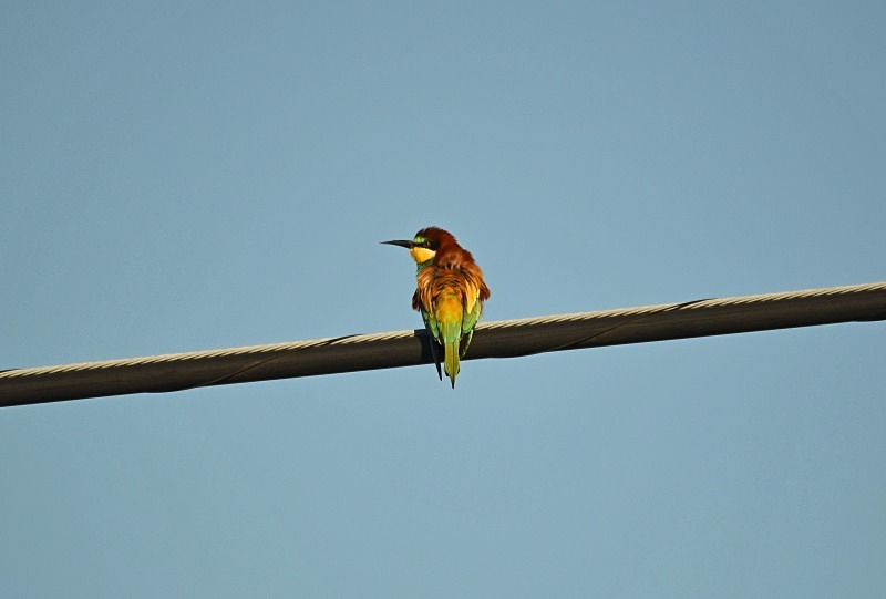 European Bee-eater - South and west Spain - April and May 2012