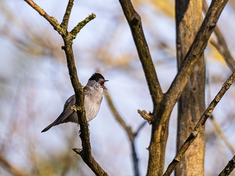 Blackcap - Warblers