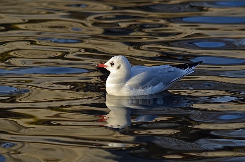 Black-headed Gull - Gulls