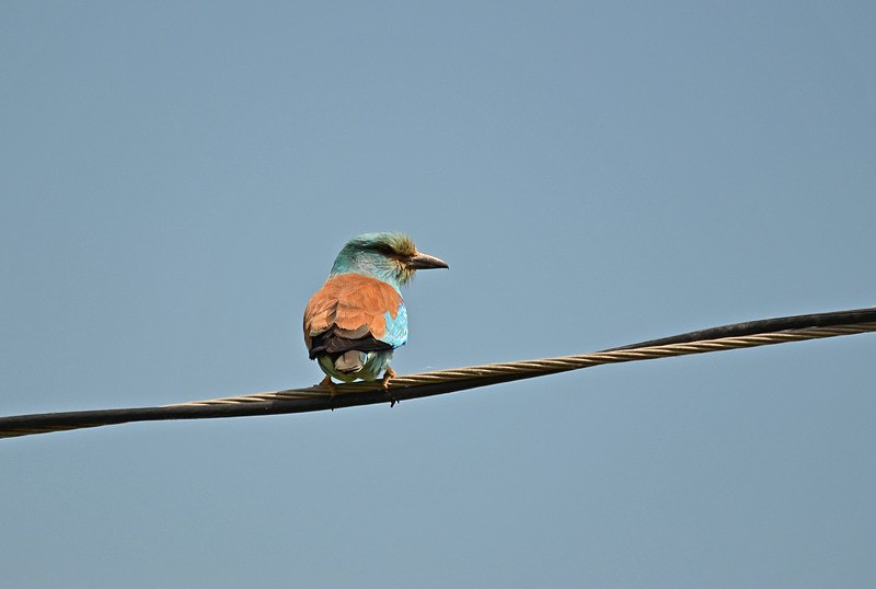 Roller - Hungary
