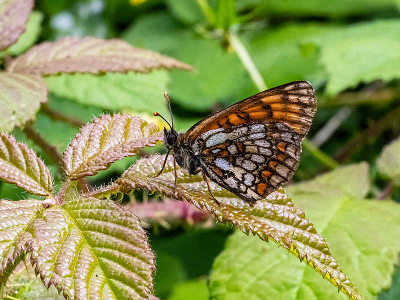 Heath Fritillary - Latest photos