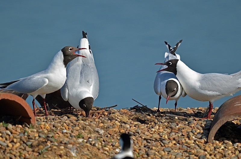 Black-headed Gulls - Gulls