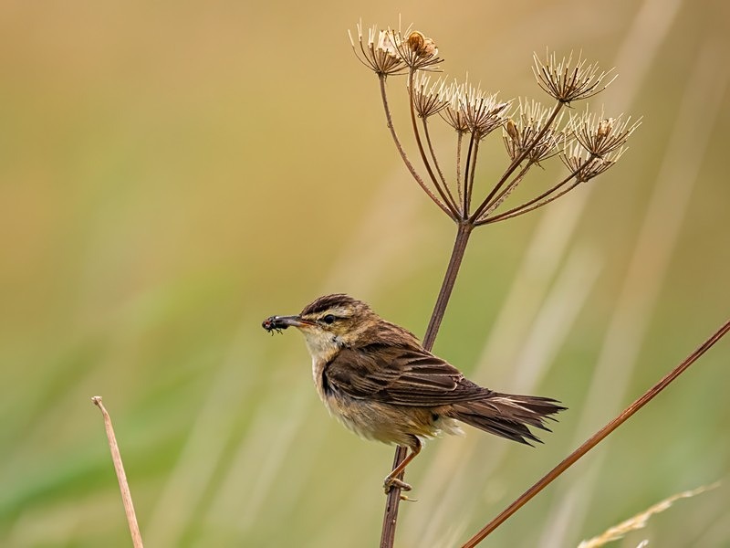 Sedge Warbler - Warblers