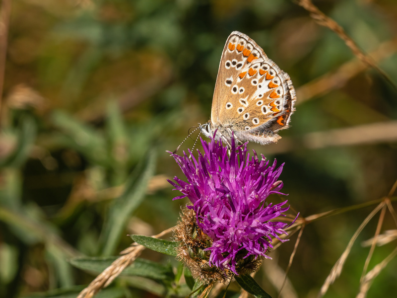 Brown Argus - Butterflies