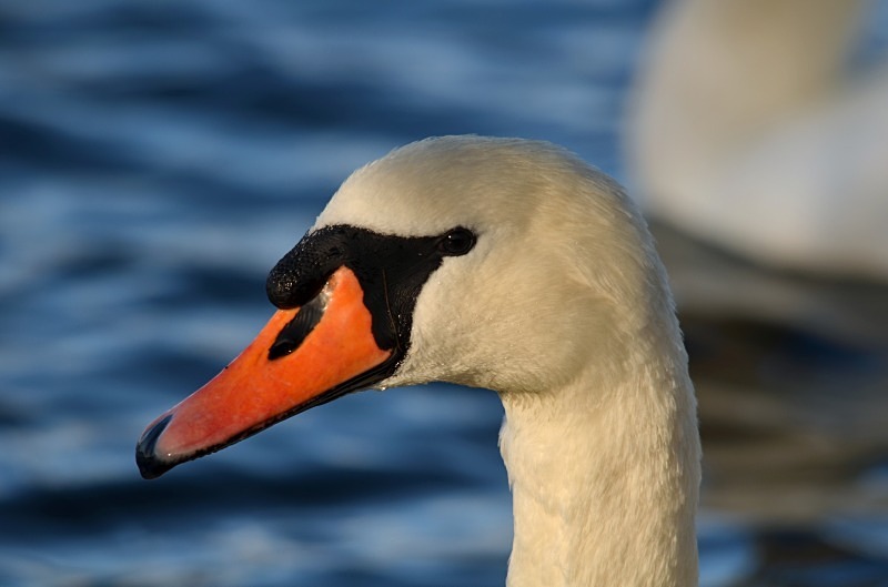 Mute Swan - Mute Swans