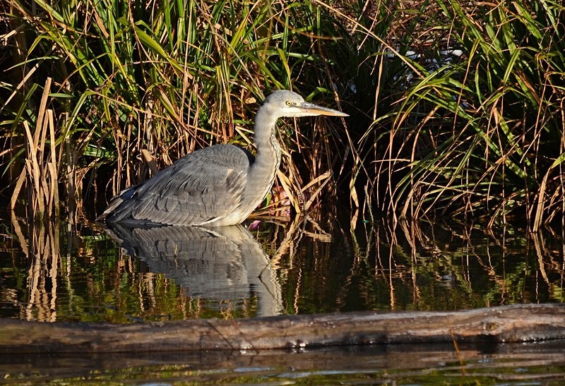 Grey Heron - Herons and egrets