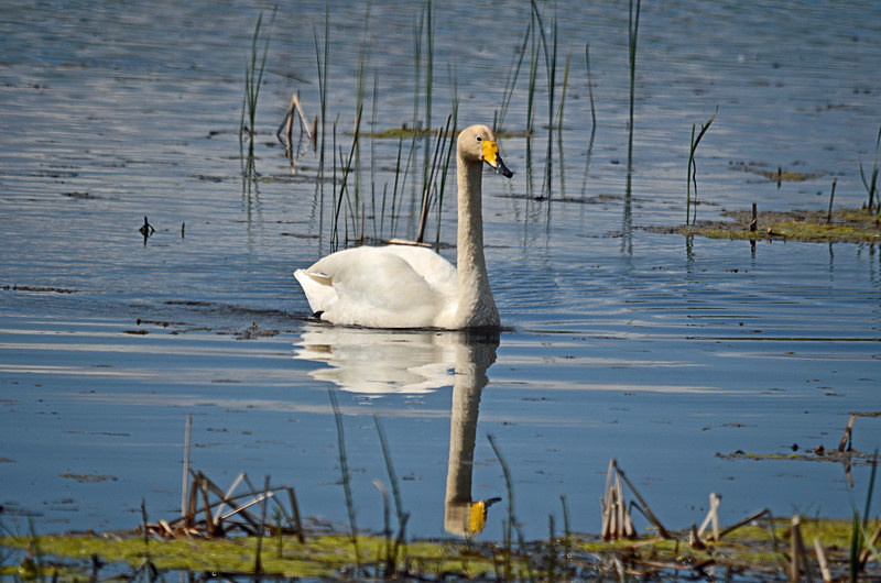 Whooper Swan - Estonia