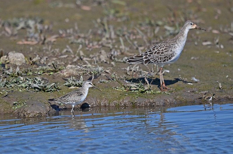 Curlew Sandpiper and Ruff - Sandpipers