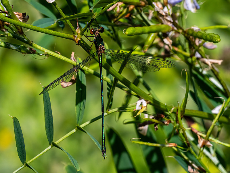 Willow Emerald Damselfly - Latest photos