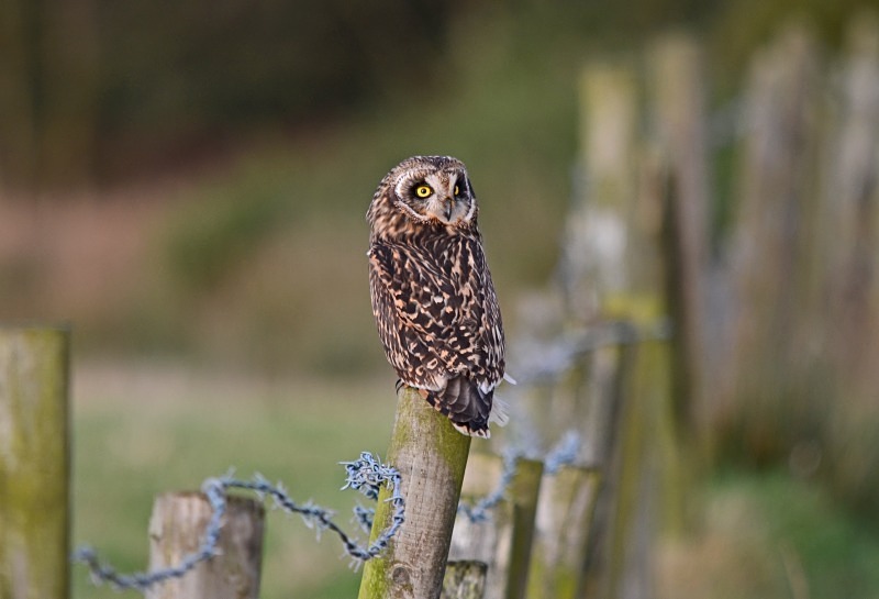 Short-eared Owl - Owls