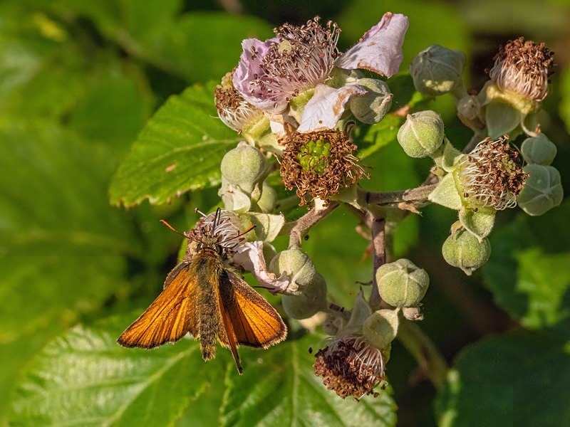 Small Skipper - Butterflies