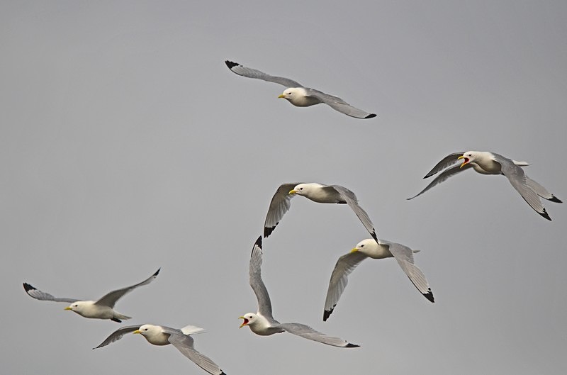 Kittiwakes - North Norway
