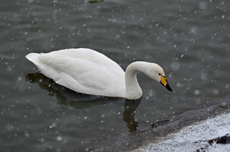 Whooper Swan - Whooper and Bewick's Swans