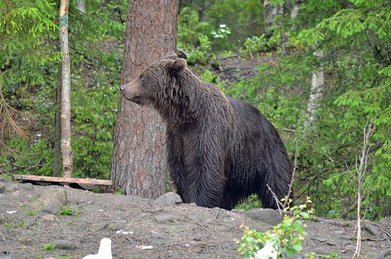 Brown Bear - North Finland - part 2