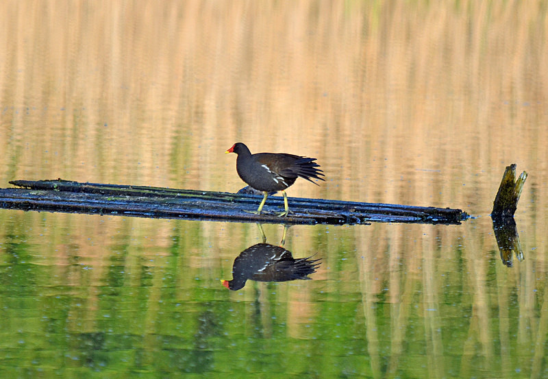 Moorhen - Crakes and rails