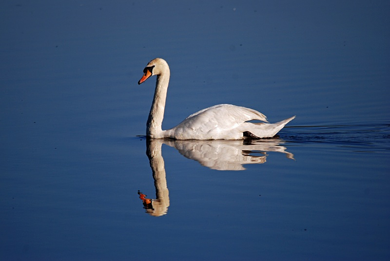 Mute Swan - Mute Swans