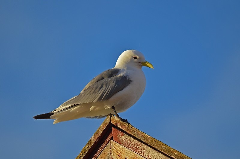 Kittiwake - North Norway