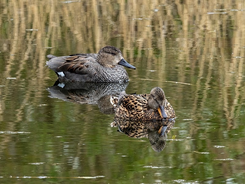 Gadwall - Dabbling ducks