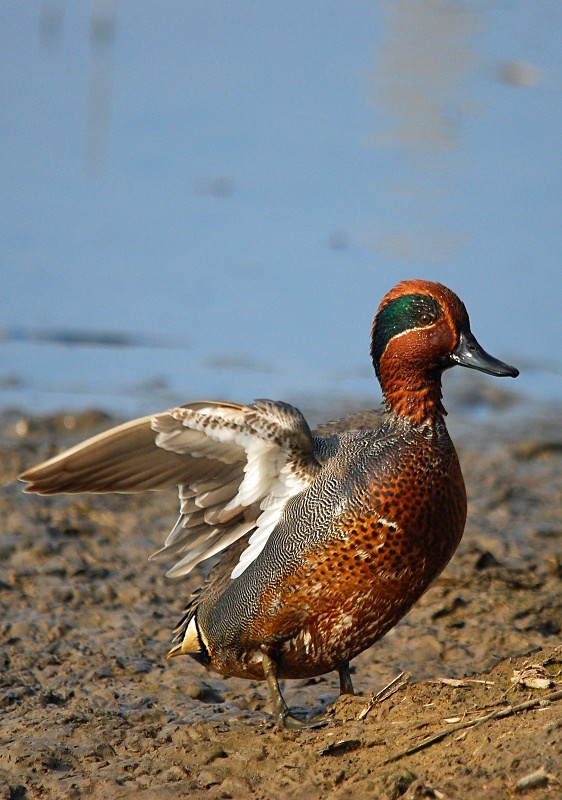 Teal - Dabbling ducks