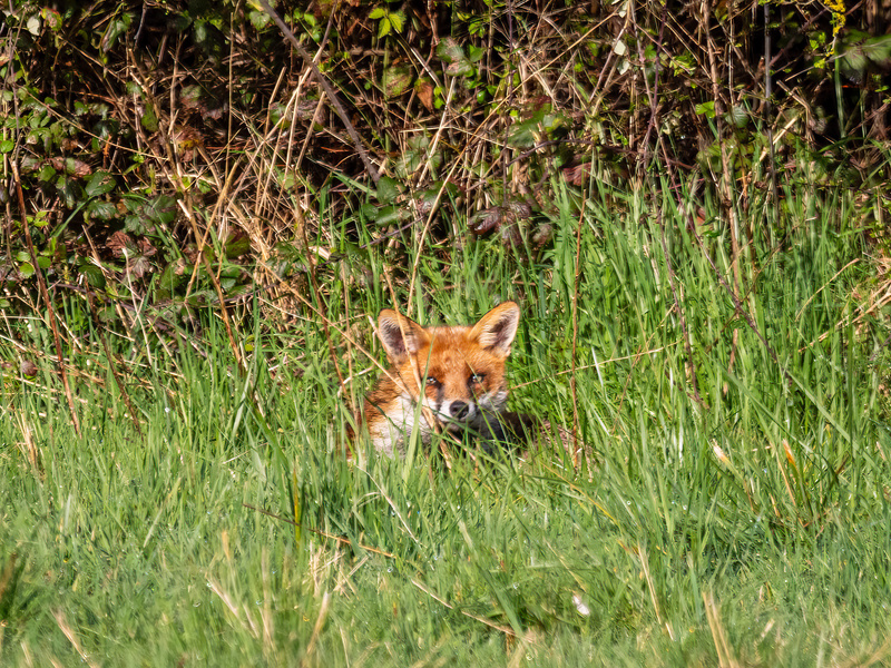 Red Fox - Latest photos