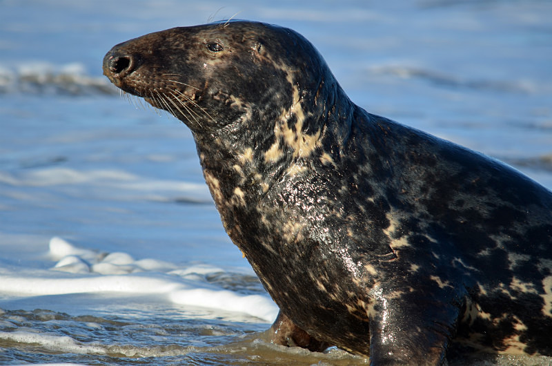 Atlantic Grey Seal - Atlantic Grey Seals