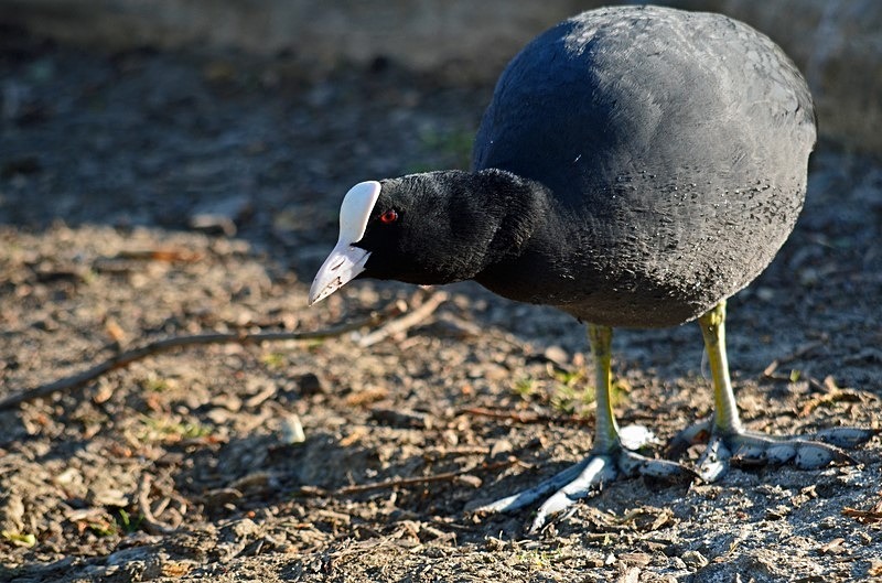 Coot - Crakes and rails