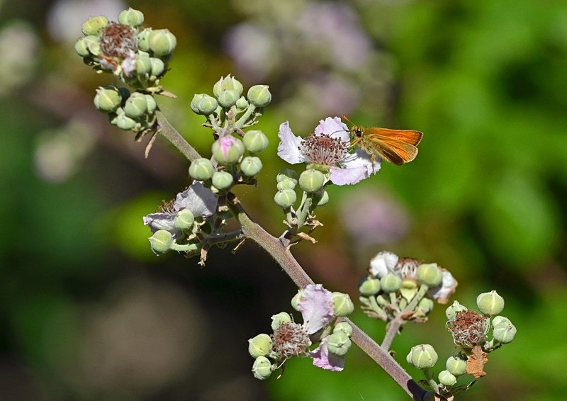 Small Skipper - Butterflies