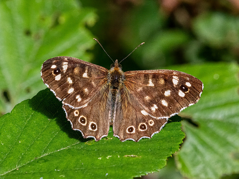 Speckled Wood - Latest photos