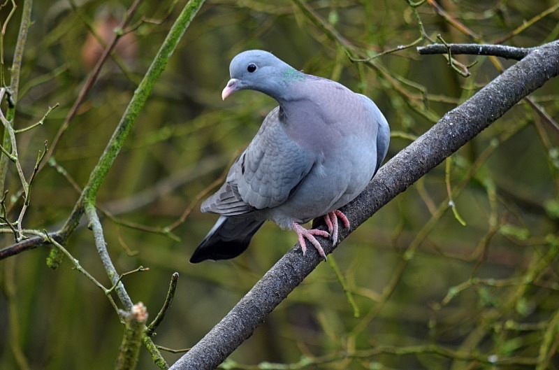 Stock Dove - Pigeons and doves