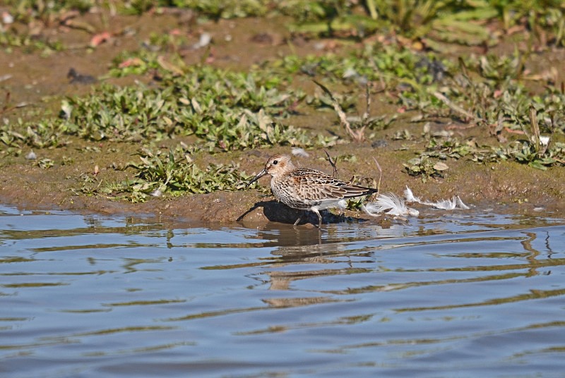 Dunlin - Sandpipers
