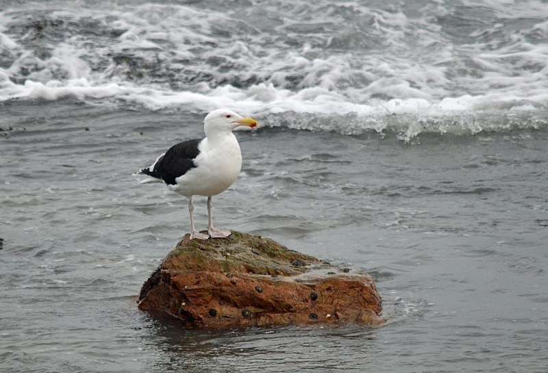 Great Black-backed Gull - Ireland - January and February 2020
