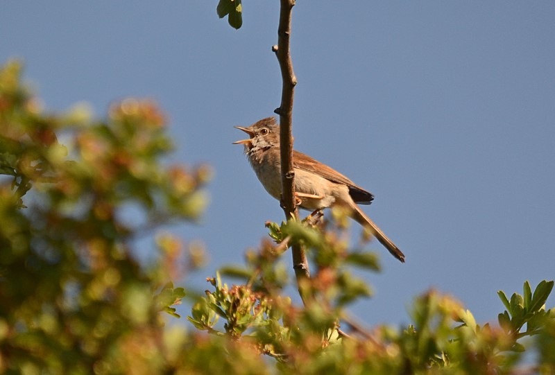 Common Whitethroat - Warblers