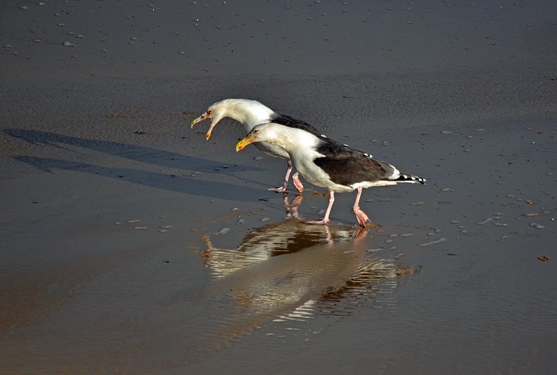 Great Black-backed Gull - Gulls