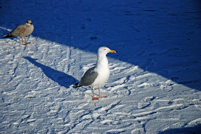 Herring Gull - Bergen and Oslo