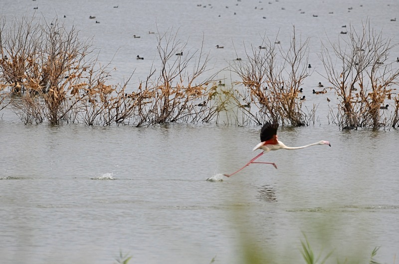 Greater Flamingo - South Spain - September 2013