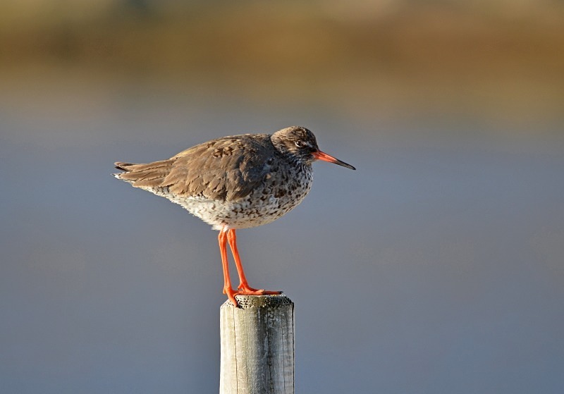 Common Redshank - Snæfellsnes peninsula