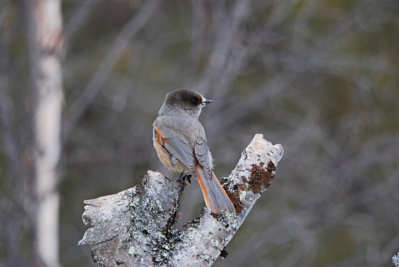 Siberian Jay - Finland