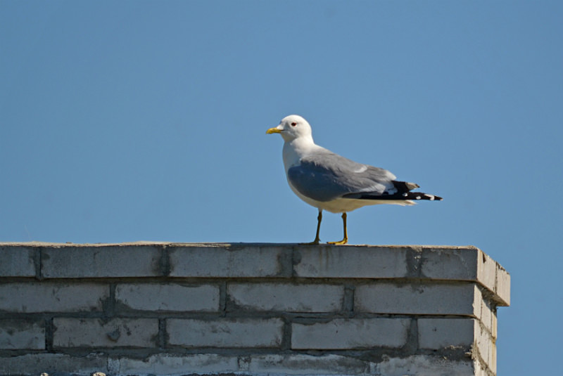 Common Gull - Estonia