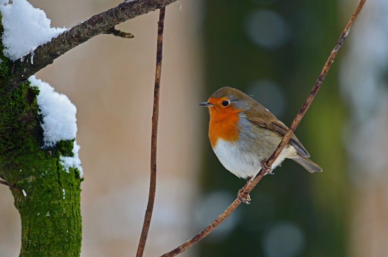 Robin - Robins