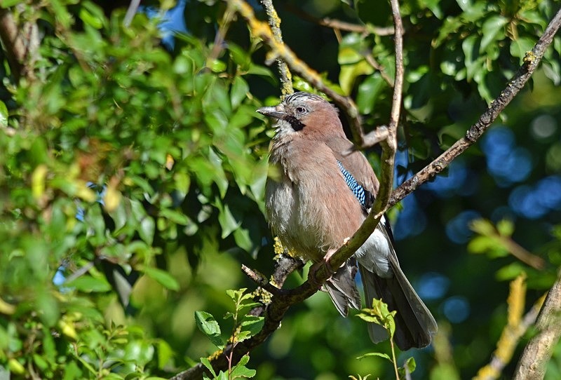 Jay - Crows