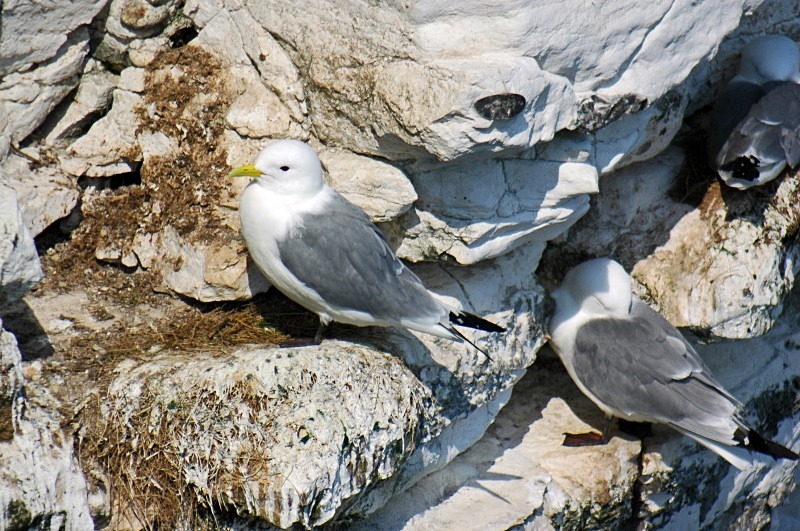 Kittiwakes - Gulls