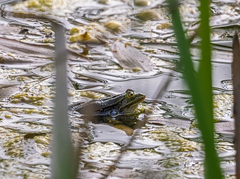 Edible Frog - Frogs and toads