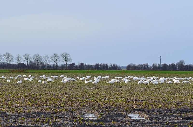 Bewick's Swans - Netherlands - December 2019