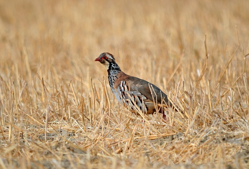 Red-legged Partridge