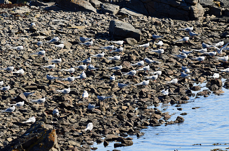 Arctic Terns - Westfjords
