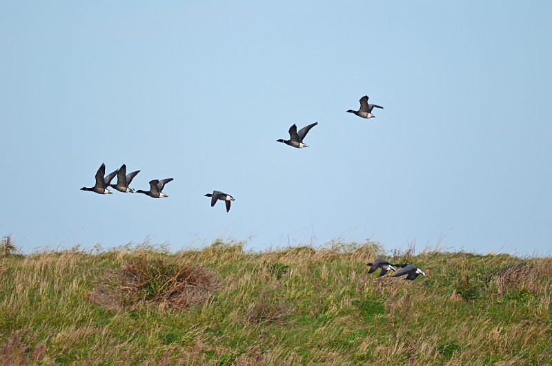 Dark-bellied Brent Geese - Black geese